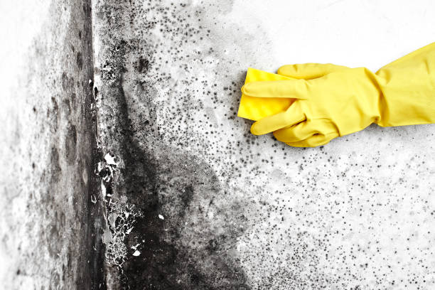 Professional Mold Removal in Richlands, VA