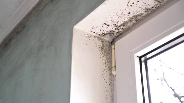 Best Mold Damage Repair  in Richlands, VA