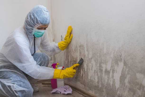 Best Professional Mold Removal  in Richlands, VA