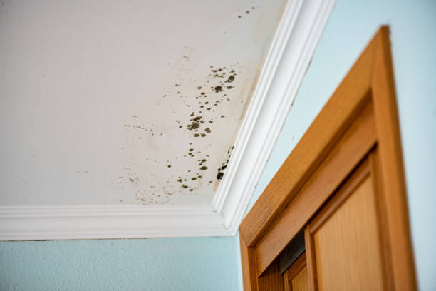 Best Residential Mold Removal  in Richlands, VA