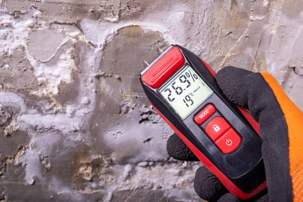 Best Black Mold Removal  in Richlands, VA
