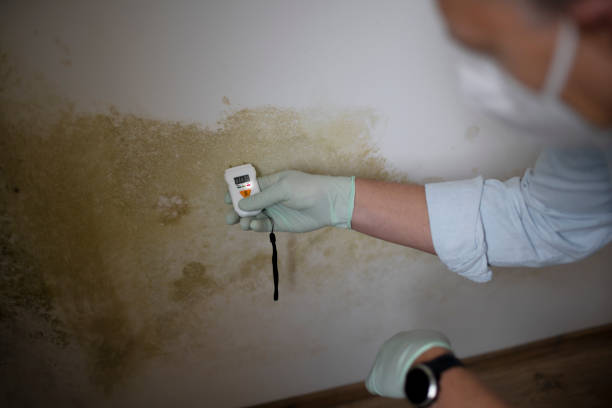 Best Home Mold Removal  in Richlands, VA