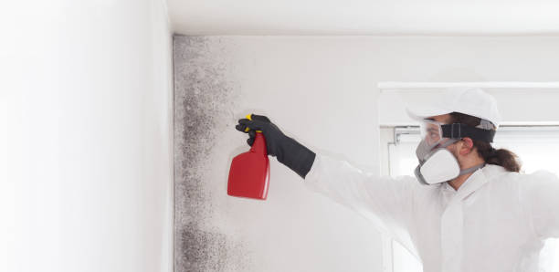 Best Mold Removal Company Near Me  in Richlands, VA