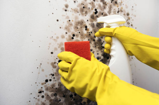 Best Mold Cleaning Services  in Richlands, VA