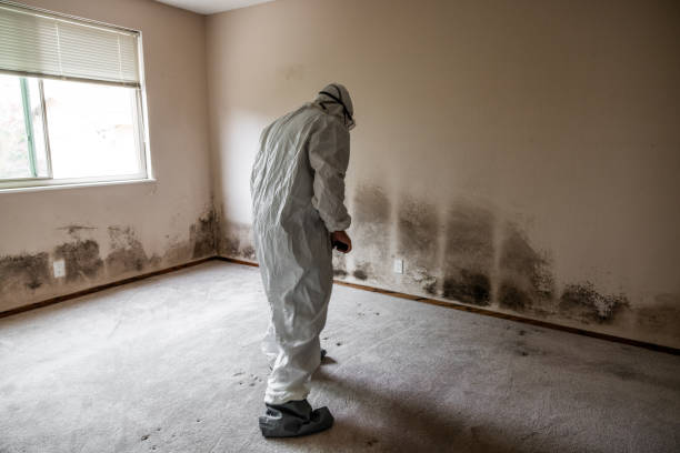 Best Mold Removal Specialists  in Richlands, VA