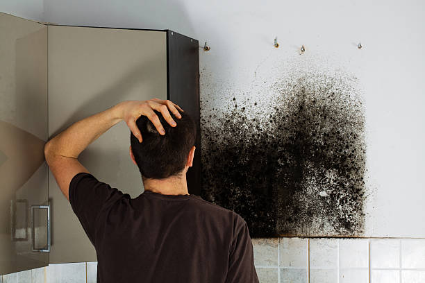 Trusted Richlands, VA Mold Removal Experts