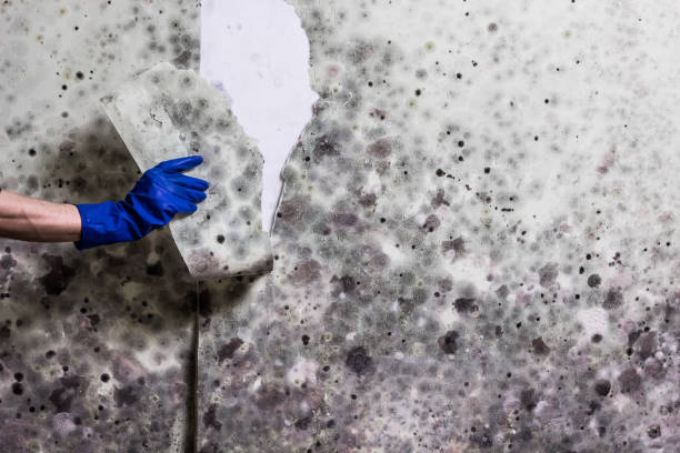 Best Mold Removal Near Me  in Richlands, VA