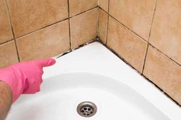 Best Fast Mold Removal  in Richlands, VA