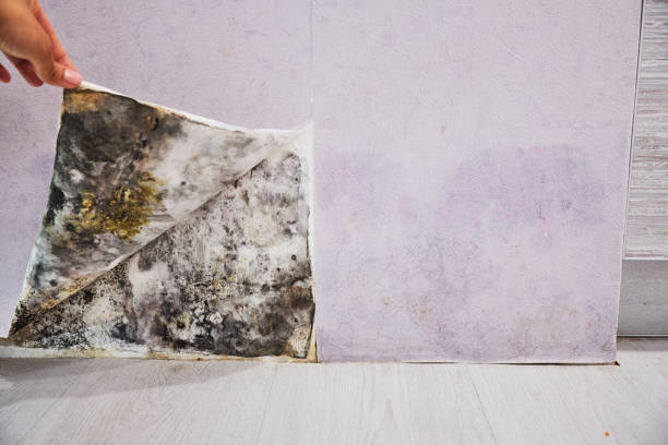 Best Crawl Space Mold Removal  in Richlands, VA